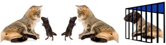Caça aos Gatos-Ratos